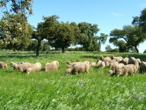 DEHESA DE EXTREMADURA